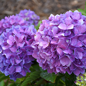 Plant Photo 3