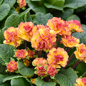 Plant Photo 5