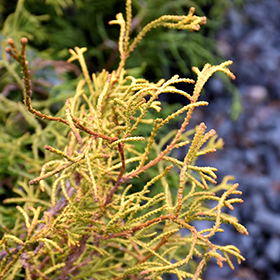 Plant Photo 1