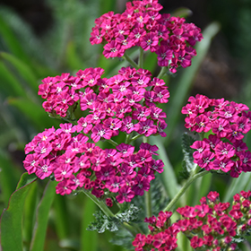Plant Photo 1