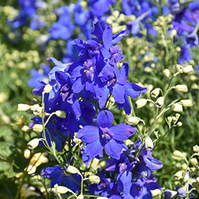 Plant Photo 9