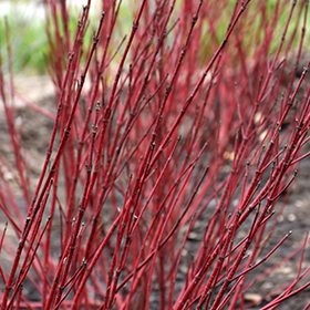 Plant Photo 2