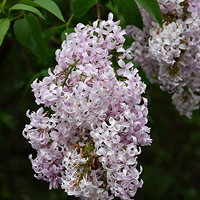 Plant Photo 2