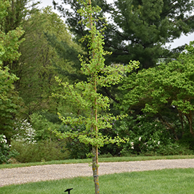 Plant Photo 6