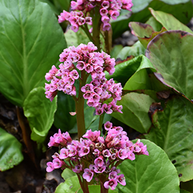 Plant Photo 3
