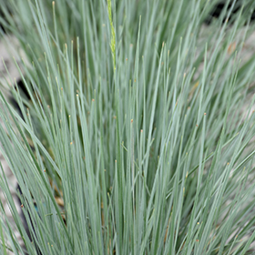 Plant Photo 3
