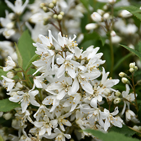 Plant Photo 1