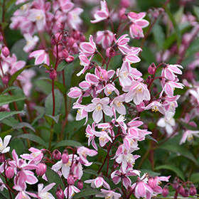 Plant Photo 2
