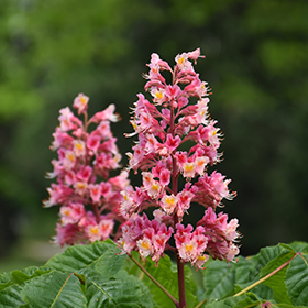 Plant Photo 3
