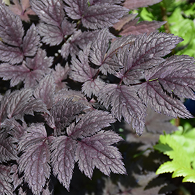 Plant Photo 4