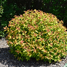 Plant Photo 9