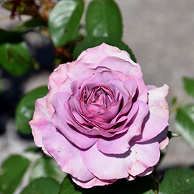 Plant Photo 9