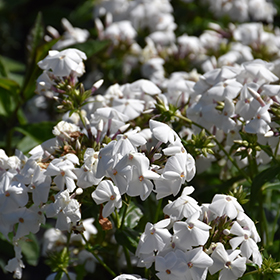 Plant Photo 5