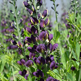 Plant Photo 2