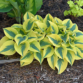 Plant Photo 2