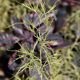 Plant Photo 10