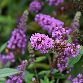 Plant Photo 7