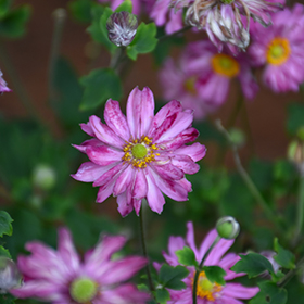 Plant Photo 6