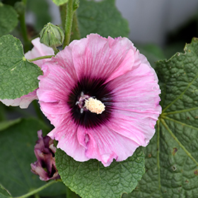 Plant Photo 2