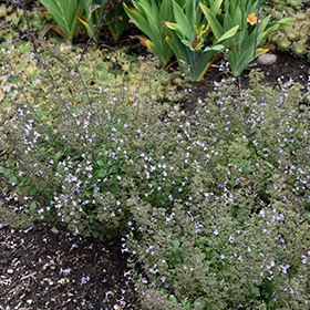 Plant Photo 1