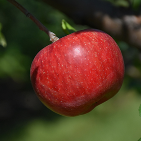 Plant Photo 6