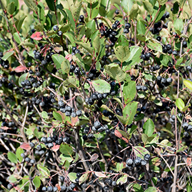 Plant Photo 10