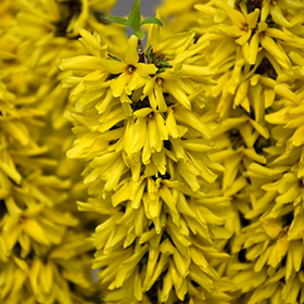 Plant Photo 3