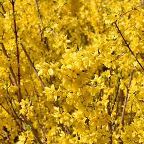 Plant Photo 1