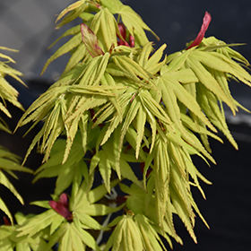 Plant Photo 1