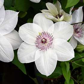Plant Photo 7