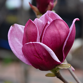 Plant Photo 4