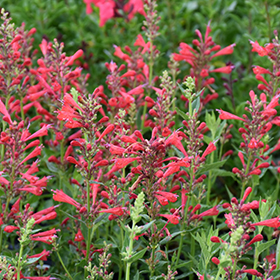 Plant Photo 6