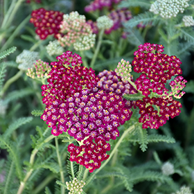 Plant Photo 3