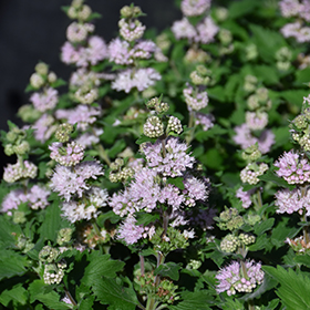 Plant Photo 5