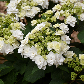 Plant Photo 9