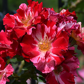 Plant Photo 9
