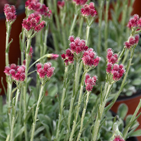 Plant Photo 3