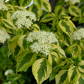 Plant Photo 4