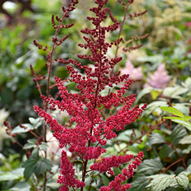 Plant Photo 4