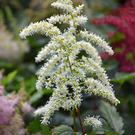 Plant Photo 7