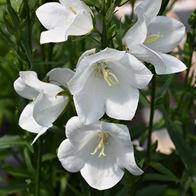 Plant Photo 1