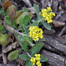 Plant Photo 3
