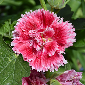 Plant Photo 10
