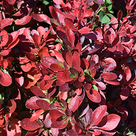 Plant Photo 9