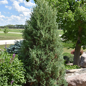 Plant Photo 3