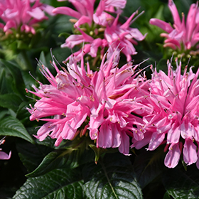 Plant Photo 5