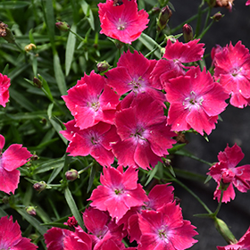Plant Photo 1