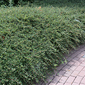 Plant Photo 4
