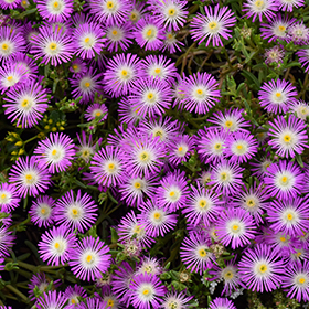 Plant Photo 9