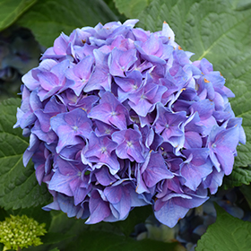 Plant Photo 3